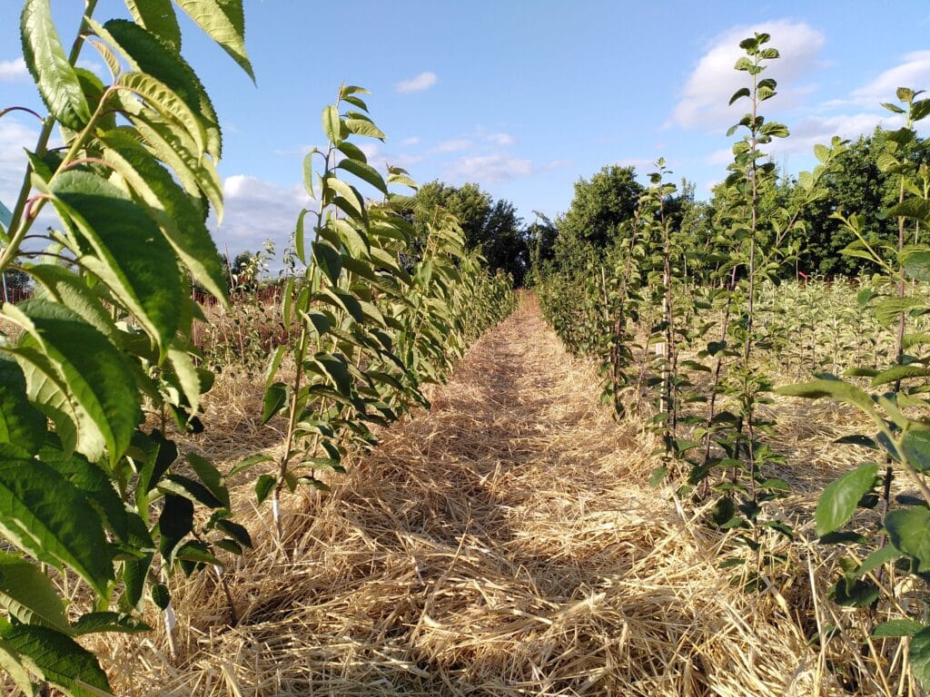 arbres fruitiers en croissance avant la vente