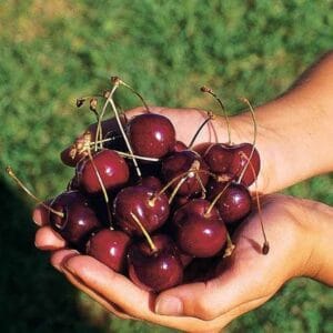 Cerises du cerisier Bigarreau Kordia