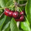 Cerises du cerisier Bigarreau Moreau