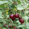Cerises du cerisier Griotte Guindoux du Poitou