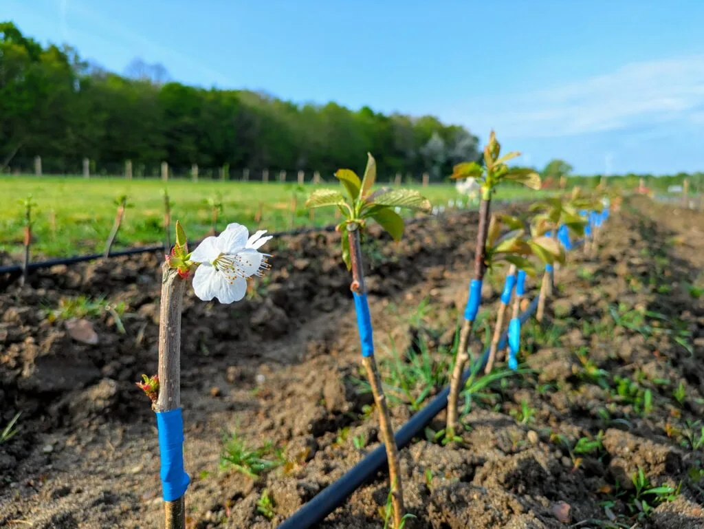 fleur sur greffon pour produire un scion