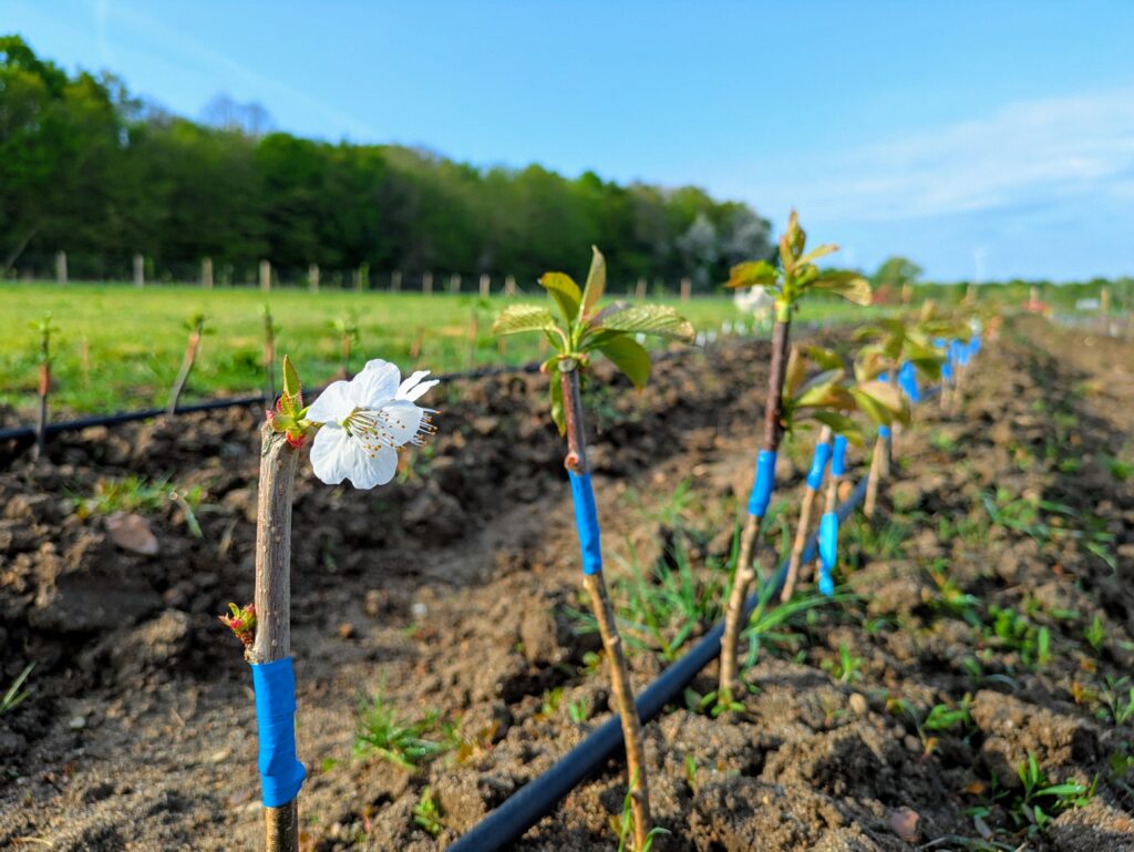 Fleur sur greffon pour produire un scion