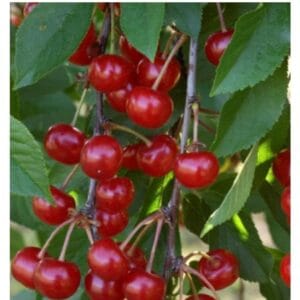 Griottes du cerisier Griotte de Montmorency