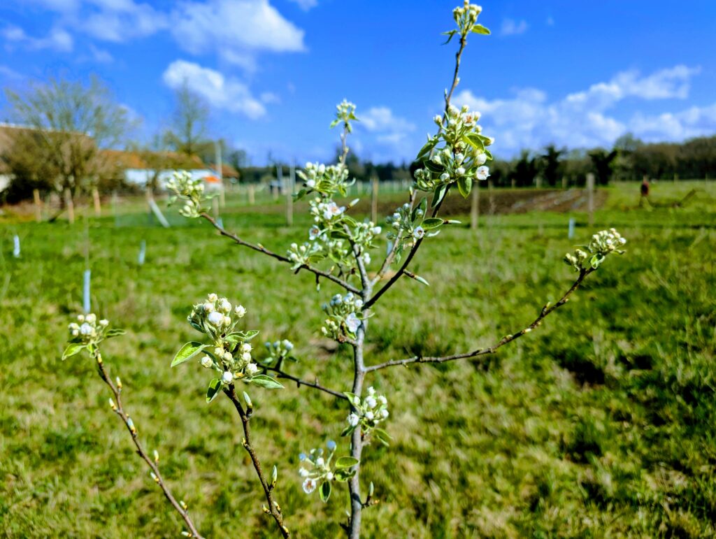 Jeune arbre fruitier en fleurs