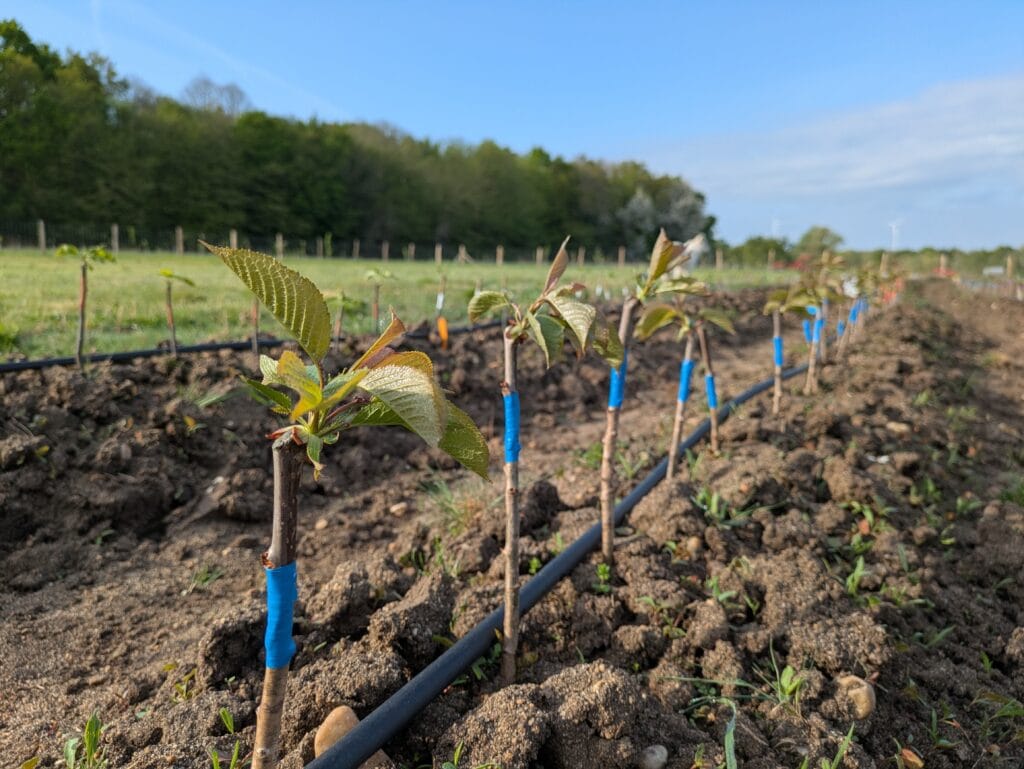 jeune pousse suite a une greffe anglaise compliquee