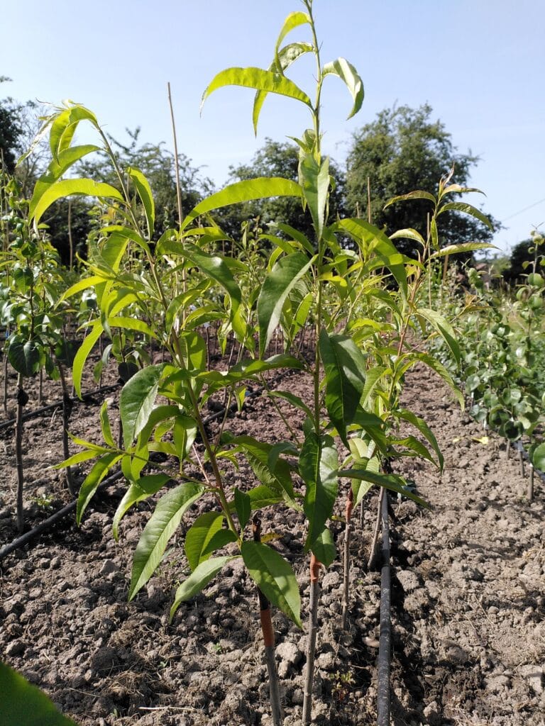 Jeunes fruitiers en pleine croissance dans la pépinière