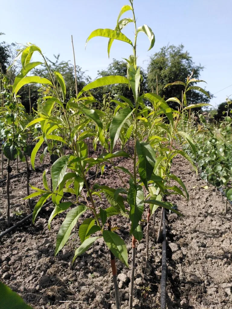 Jeunes fruitiers en pleine croissance dans la pépinière