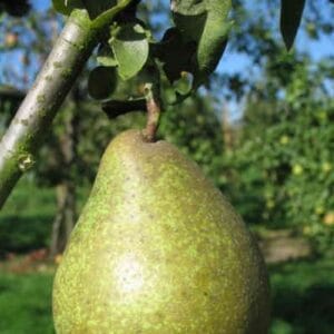 Poire du poirier Comtesse de Paris.