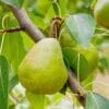 Poires du poirier Doyenné du Comice