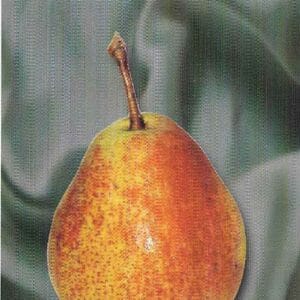 Poires du poirier Duchesse du Berry d'été