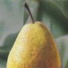 Poires du poirier Nipé Nimé