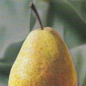 Poires du poirier Nipé Nimé