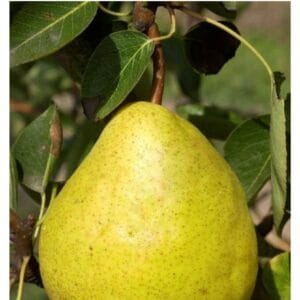 Poires du poirier Williams