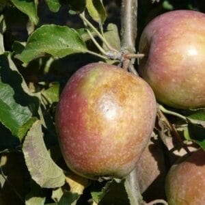 Pomme du pommier Bec d'Oie du Cher