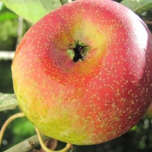 Pomme du pommier Court Pendu Rose.