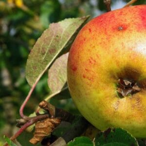 Pomme du pommier Gravenstein.