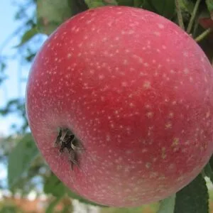Pomme du pommier Reinette Etoilée.