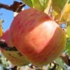 Pommes du pommier Belle Fille de l'Indre