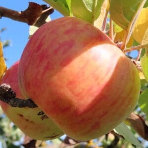 Pommes du pommier Belle Fille de l'Indre