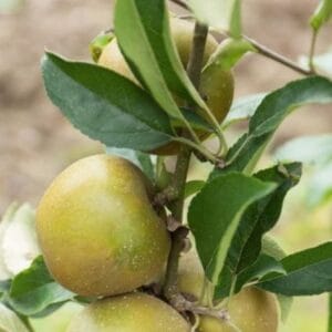 Pommes du pommier Court Pendu Gris