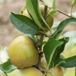 Pommes du pommier Court Pendu Gris