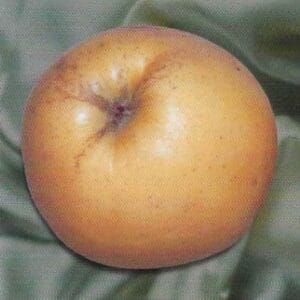 Pommes du pommier de Jeu