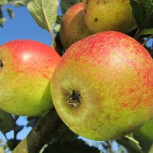 Pommes du pommier Gueule de Mouton