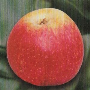 Pommes du pommier Jacquet de l'Indre
