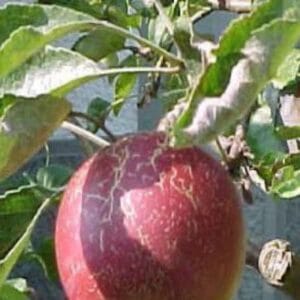 Pommes du pommier Jonathan.