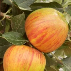 Pommes du pommier Reine des Reinettes