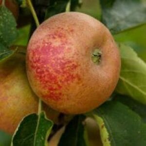 Pommes du pommier Reinette de France