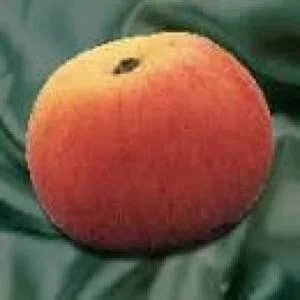 Pommes du pommier Reinette de Villerette