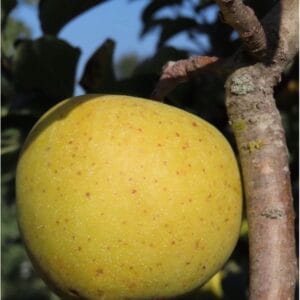 Pommes du pommier Reinette Dorée de l'Indre