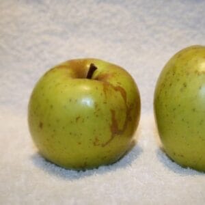 Pommes du pommier Sainte Germaine