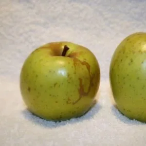 Pommes du pommier Sainte Germaine