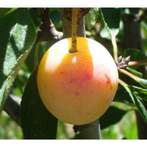 Prune du prunier Mirabelle de Nancy.