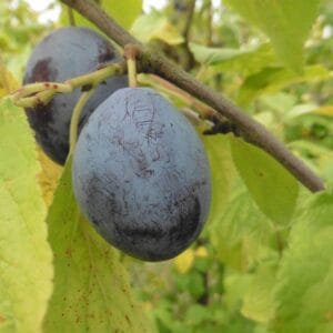 Prune du prunier Quetsche d'Alsace.