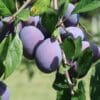 Prunes du prunier Quetsche d'Italie