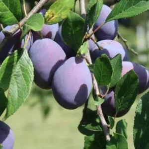 Prunes du prunier Quetsche d'Italie