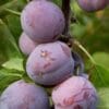 Prunes du prunier Quetsche Stanley