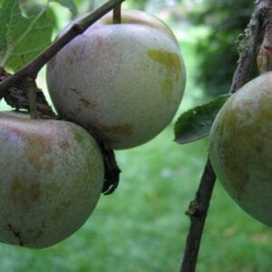 Prunes du prunier Reine Claude Crottée