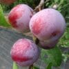 Prunes du prunier reine claude d'Althan.
