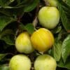 Prunes du prunier Reine Claude d'Oullins