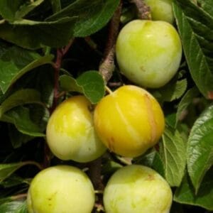 Prunes du prunier Reine Claude d'Oullins