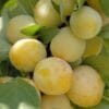 Prunes du prunier Reine Claude de Bavay