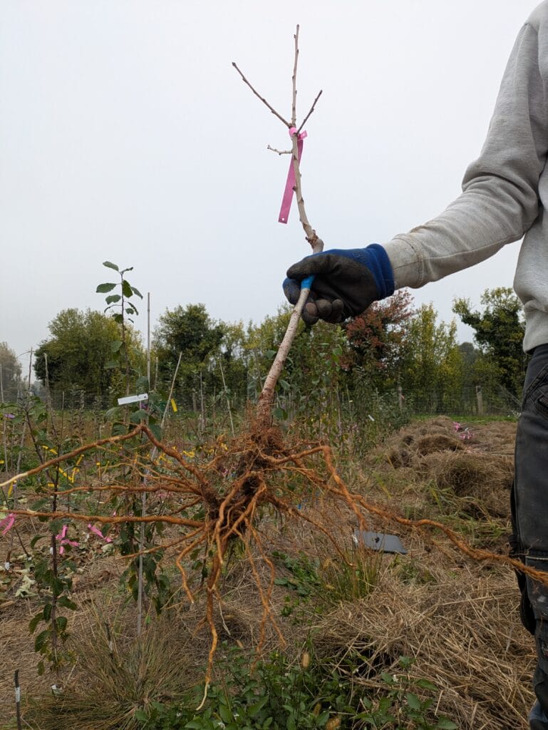 scion en racines nues