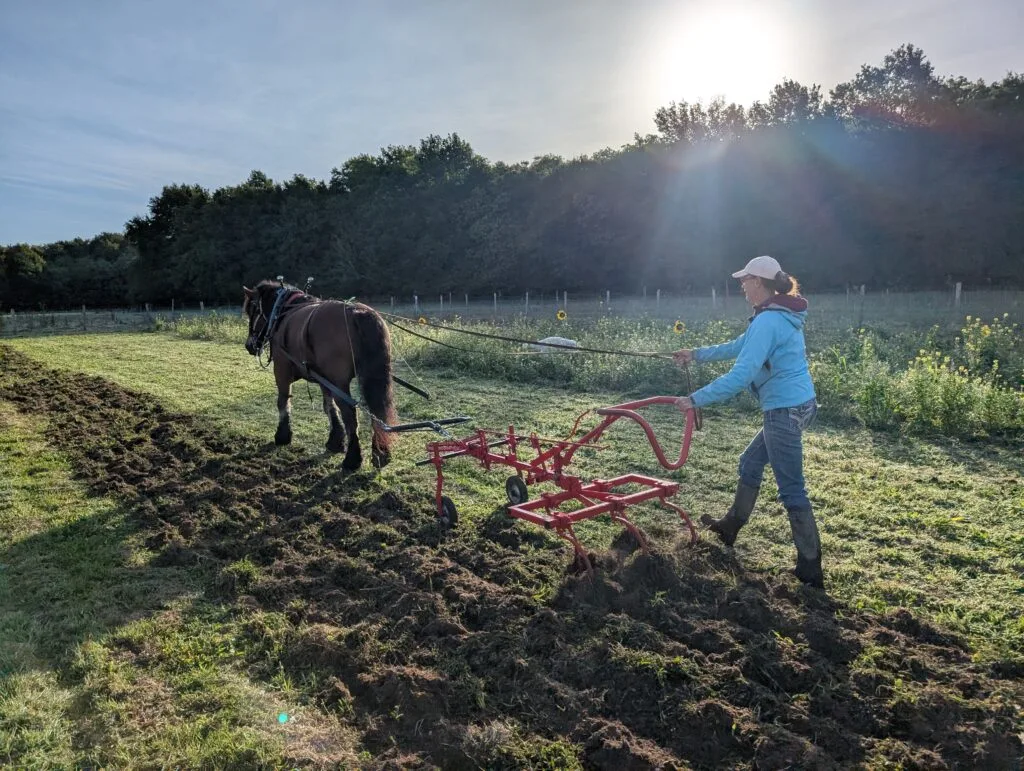 travail du sol en traction animale avec cultivateur