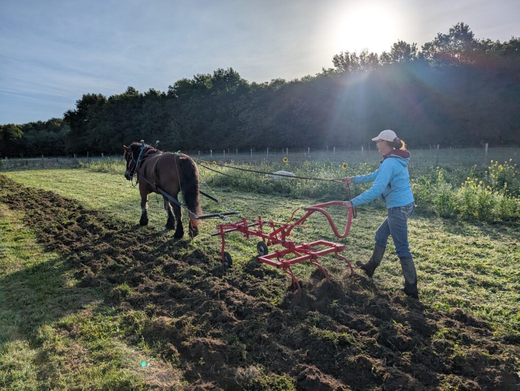 Travail du sol en traction animale avec cultivateur