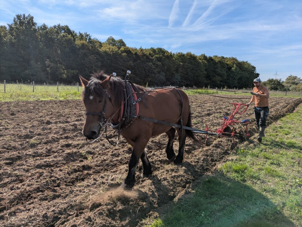 travail du sol en traction animale avec disques billoneurs