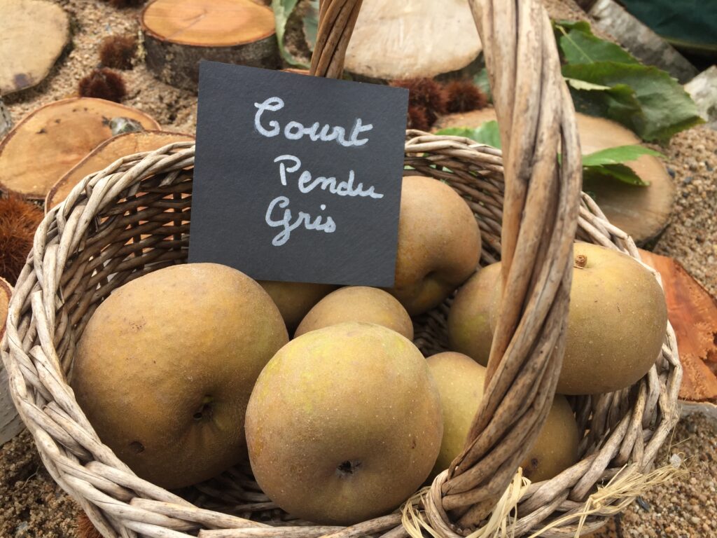 Variété ancienne de pomme (Court Pendu Gris)